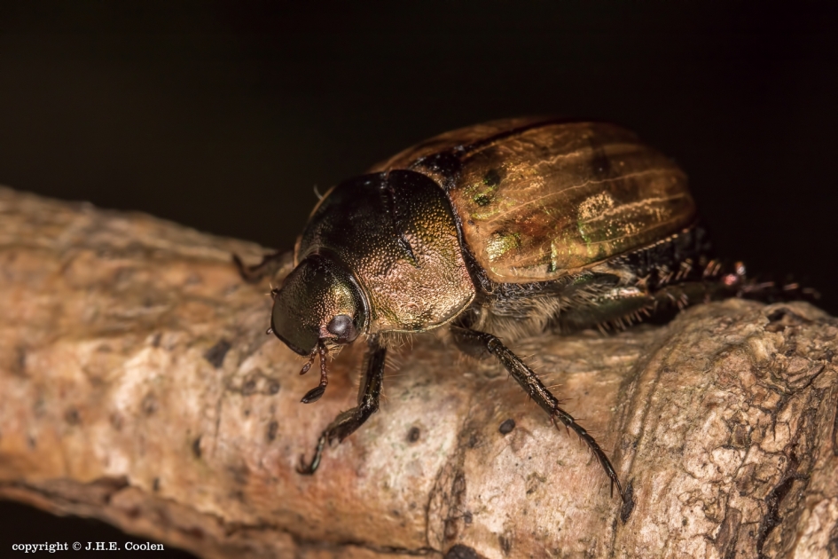 Goudkleurig - Geleedpotigen - Julikever