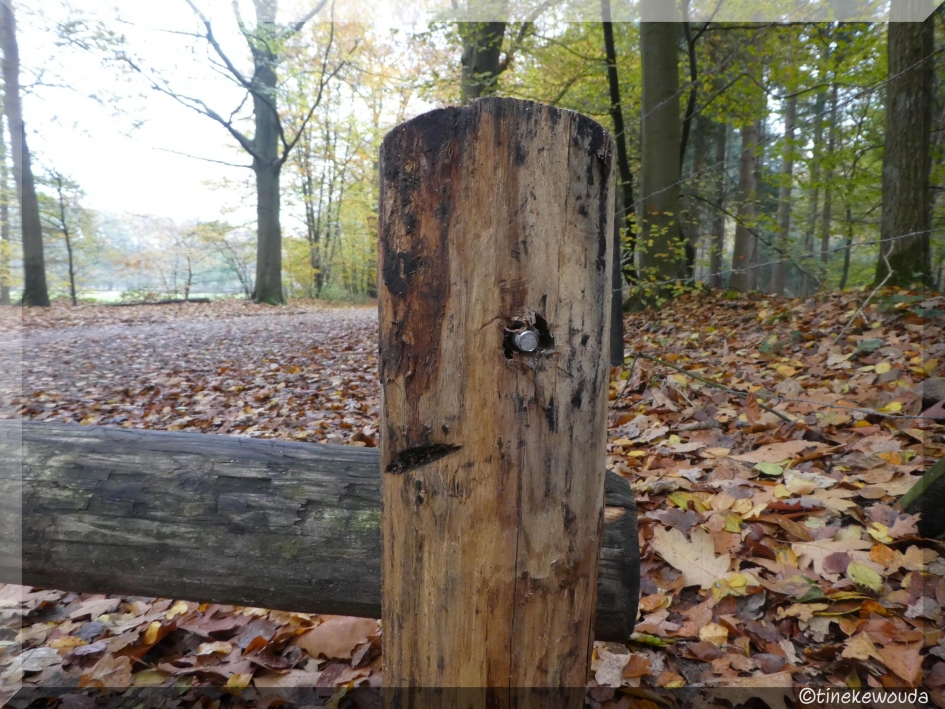 Grappig paalgezicht - Overig - 