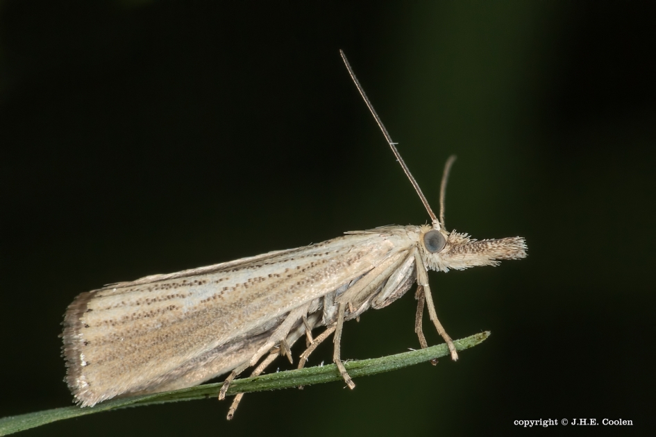 Grasmot - Geleedpotigen - Grasmot