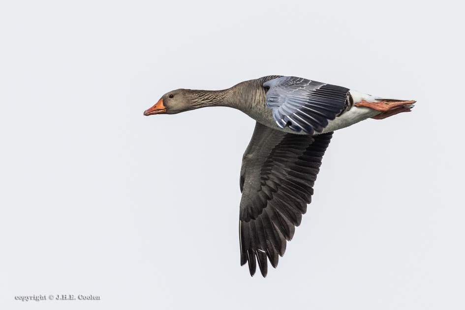 Grauw - Vogels - Grauwe gans