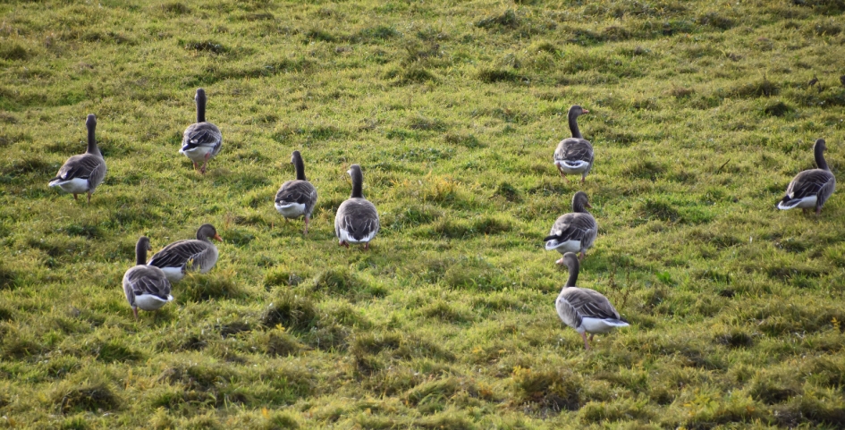 Grauwe ganzen - Vogels - 