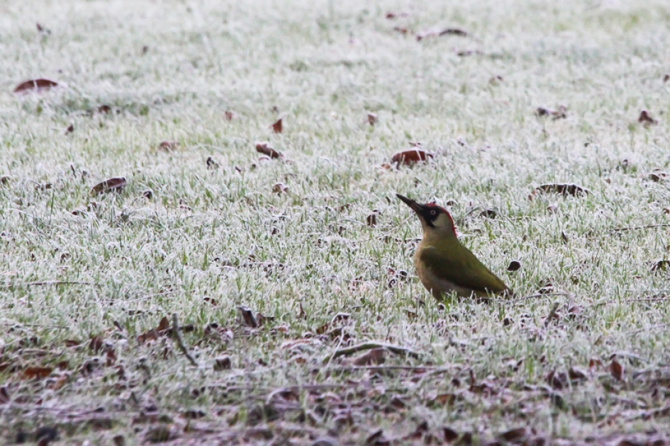 Groene specht - Vogels - Groene specht