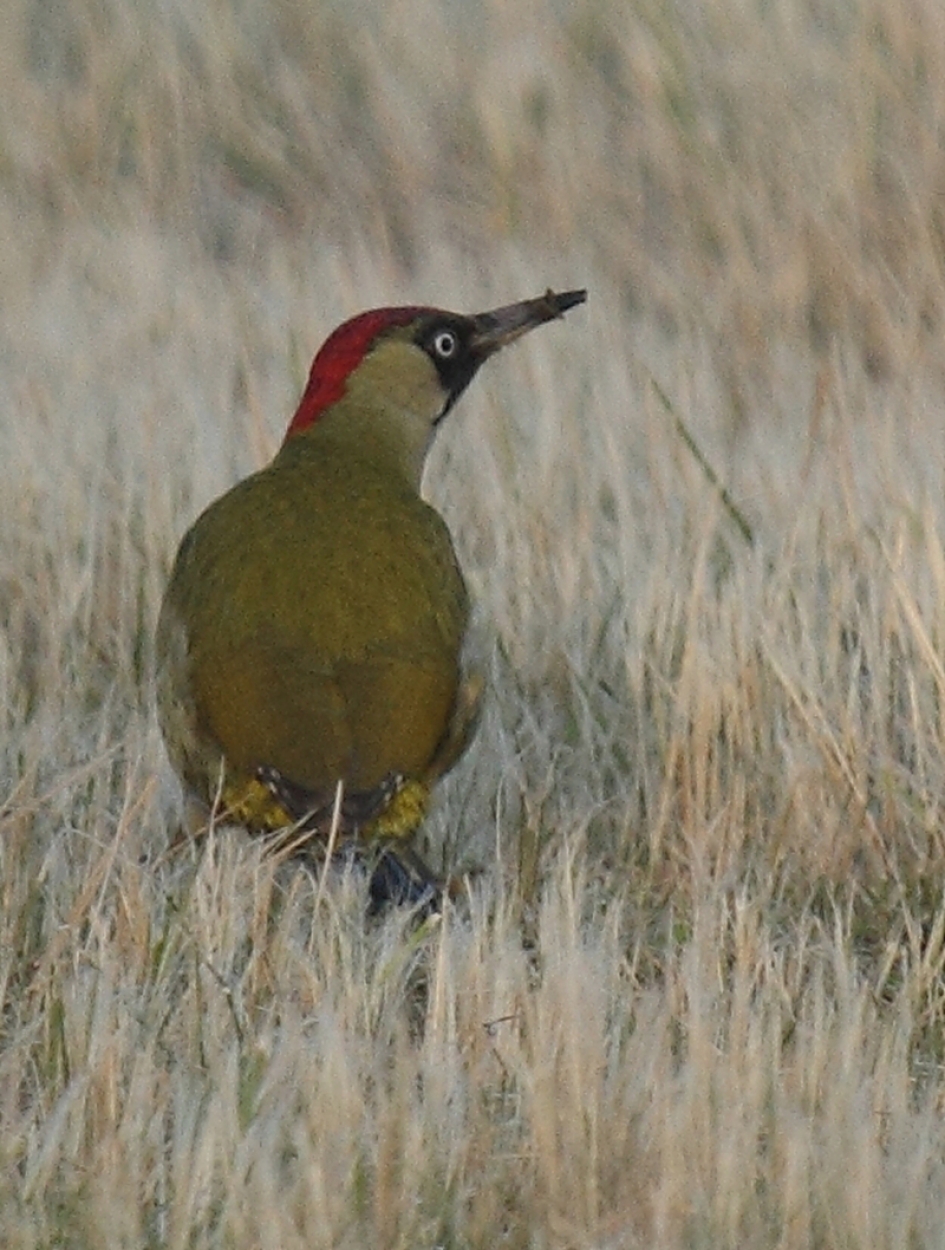 groene specht - Vogels - 