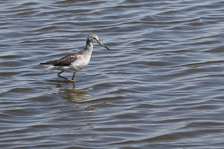 groenpootruiter - Vogels - 