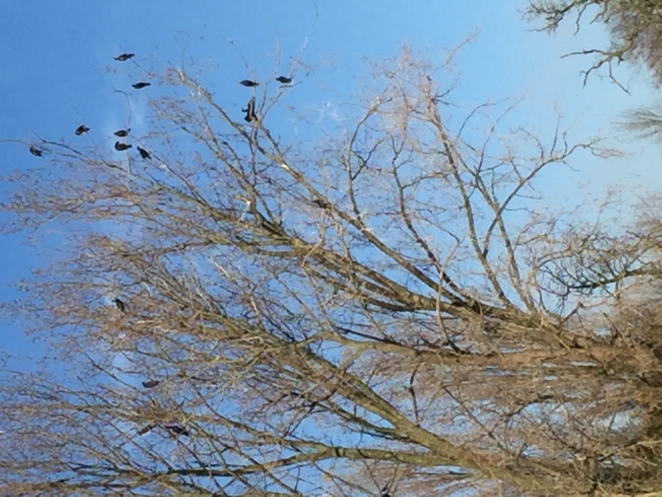 Groep Aalscholvers in boom - Vogels - Aalscholver