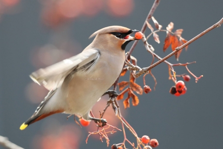 Groep van 30 Pestvogels in Centrum van Assen