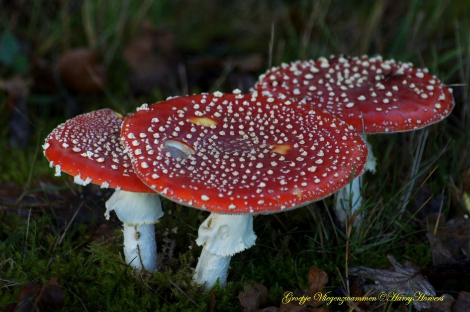 groepje vliegenzwammen - Schimmels - 