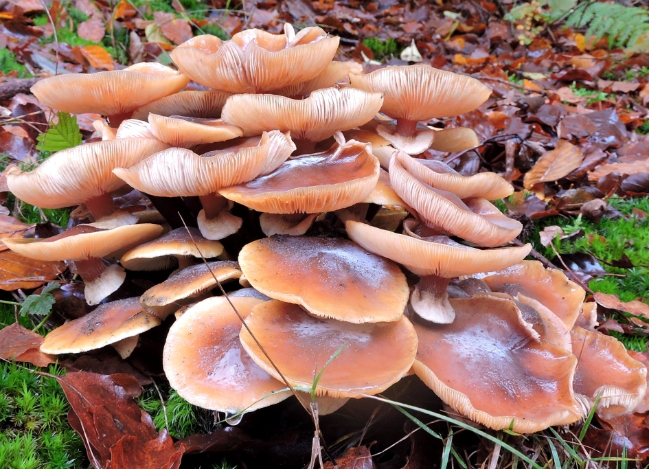 Groepsfoto - Schimmels - Echte honingzwam
