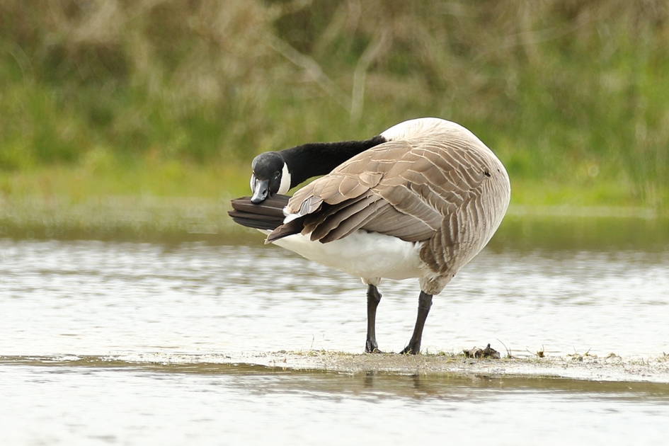 grote Canadese gans - Vogels - 