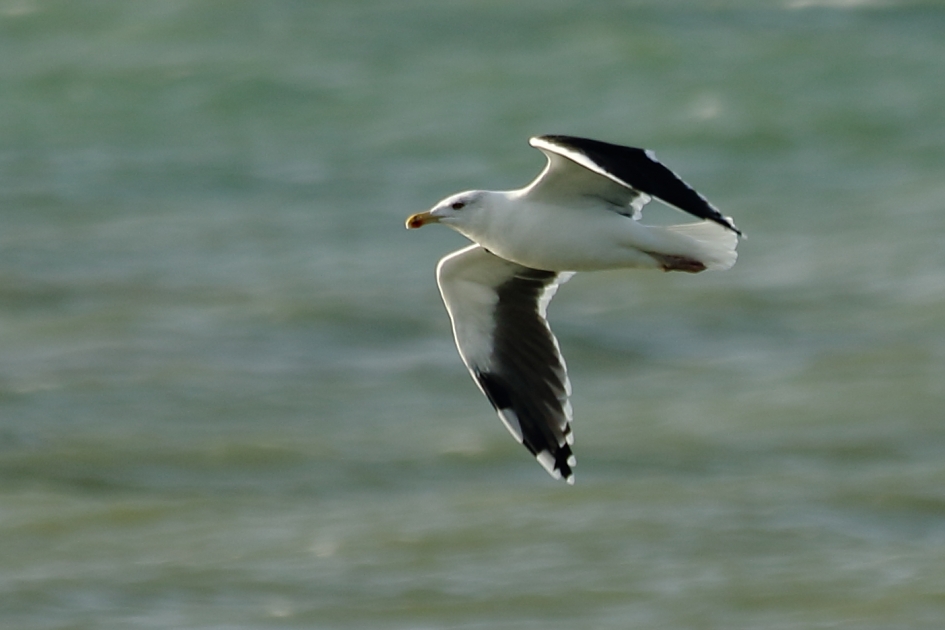 grote mantelmeeuw - Vogels - 