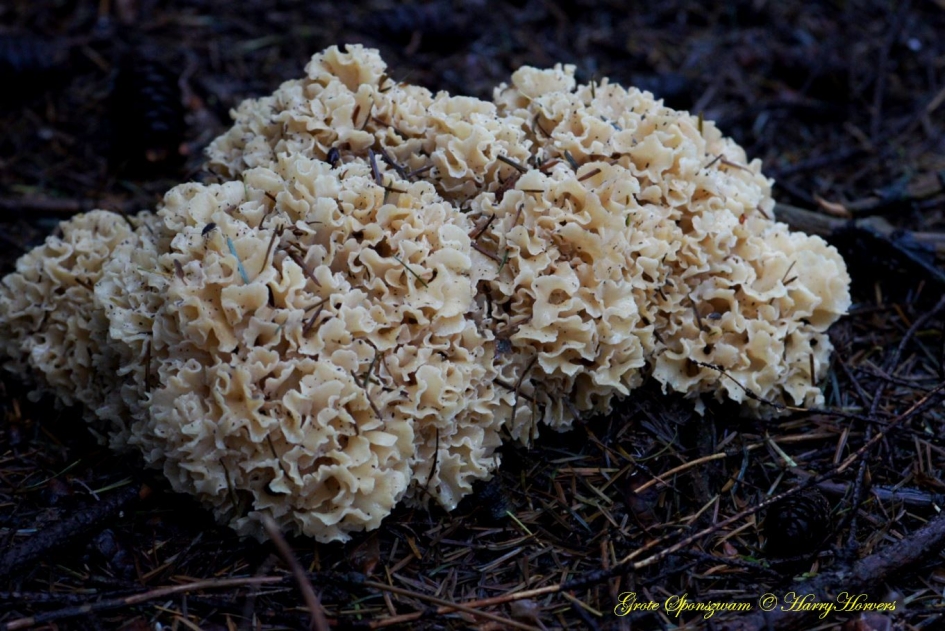 grote sponszwam - Schimmels - 