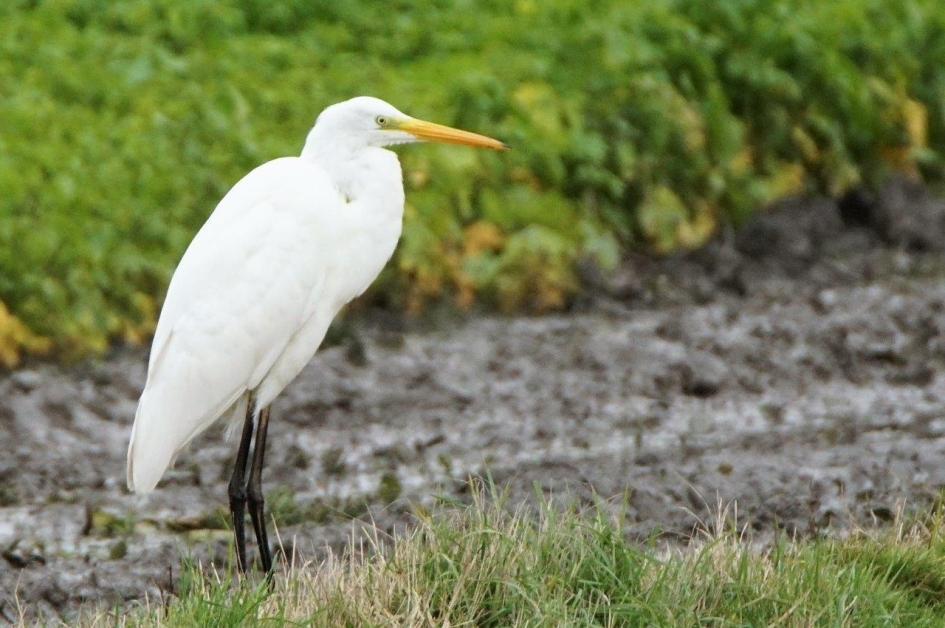 Grote zilver - Vogels - Grote silverreiger