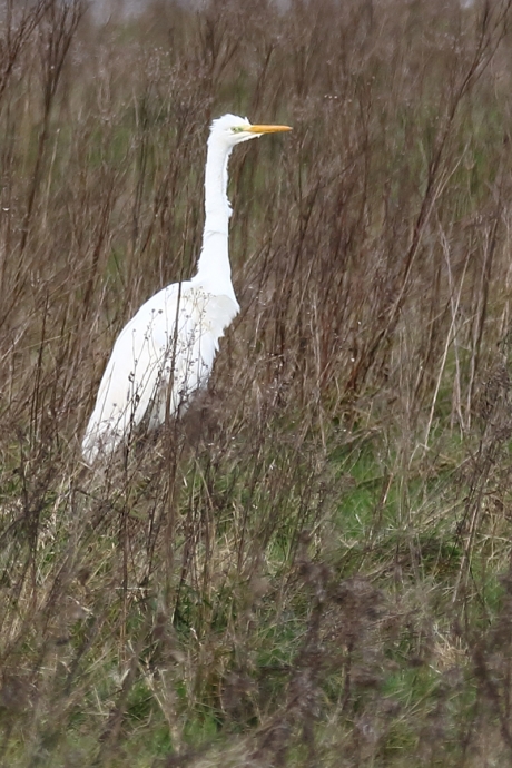grote zilverreiger
