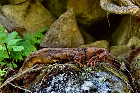 Hagedis die zich opwarmt in de zon