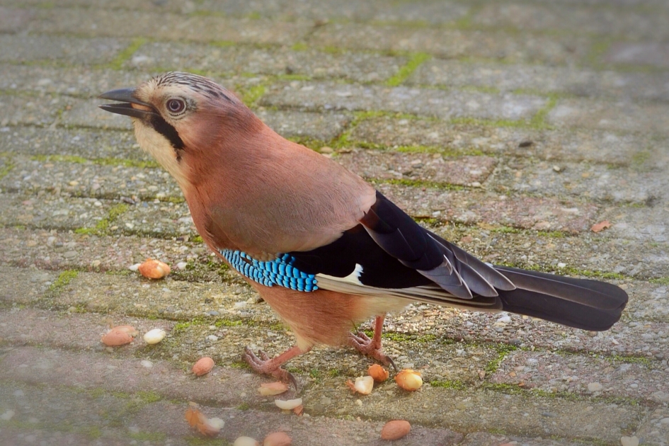 Hamsteren - Vogels - Gaai
