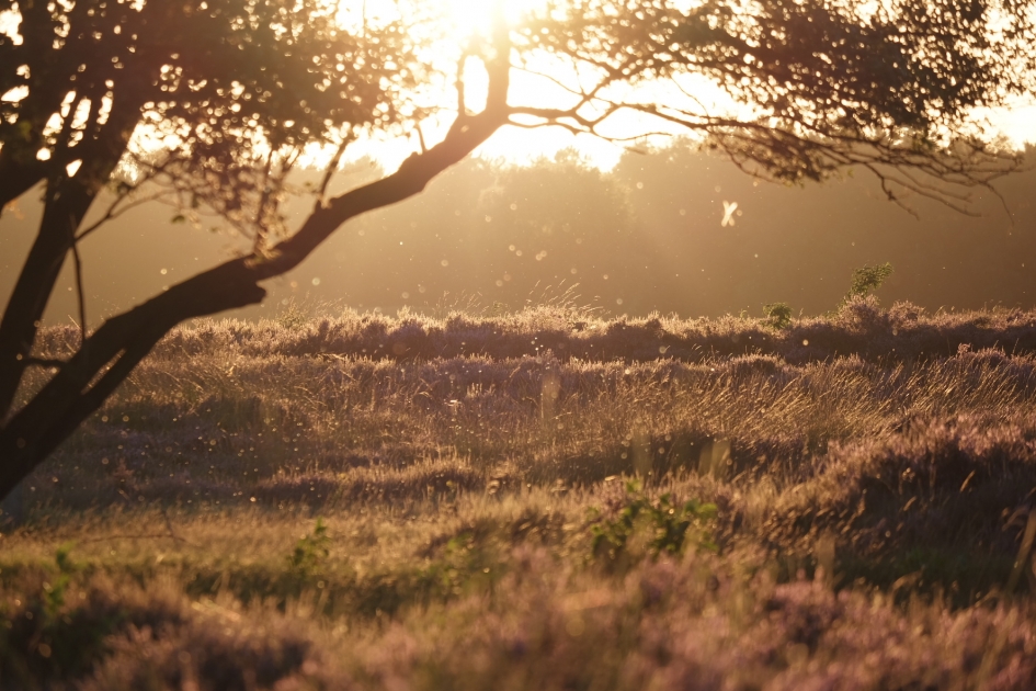 Heide - Weer en landschap - 