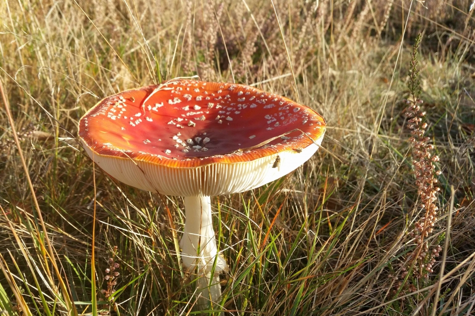 Heideplantje maakt een lichte buiging voor de koning van de paddenstoelen de Vliegenzwam. - Schimmels - Vliegenzwam