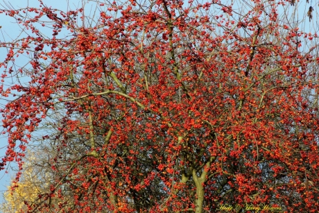 Herfst - Boom met bessen