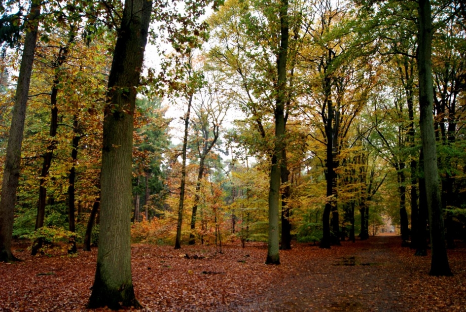 Herfst - Weer en landschap - 