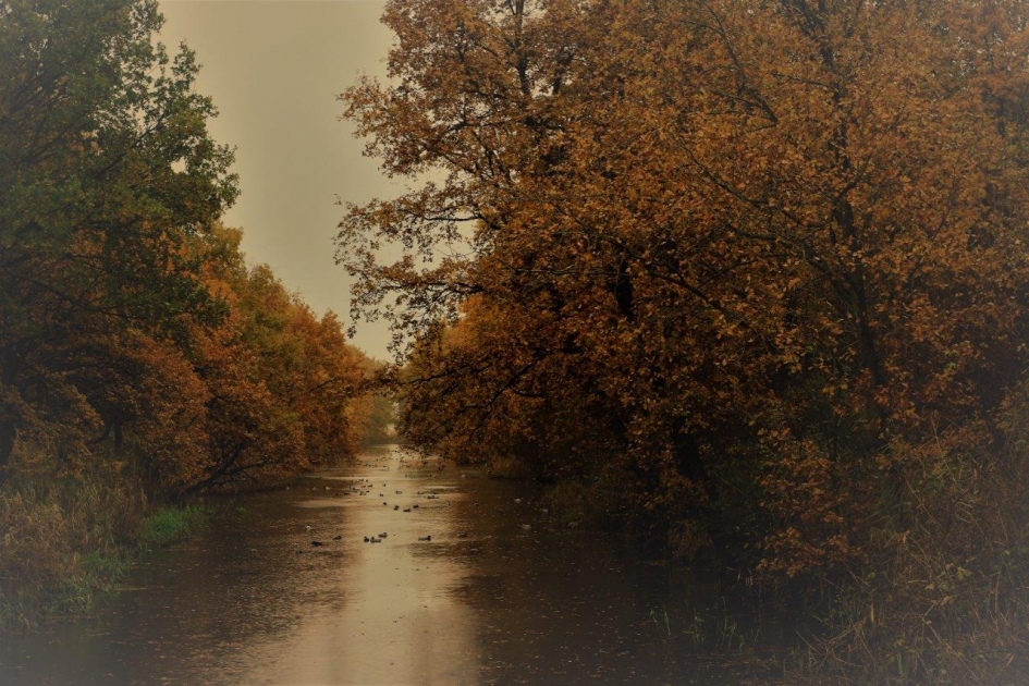 Herfst goud - Planten - 