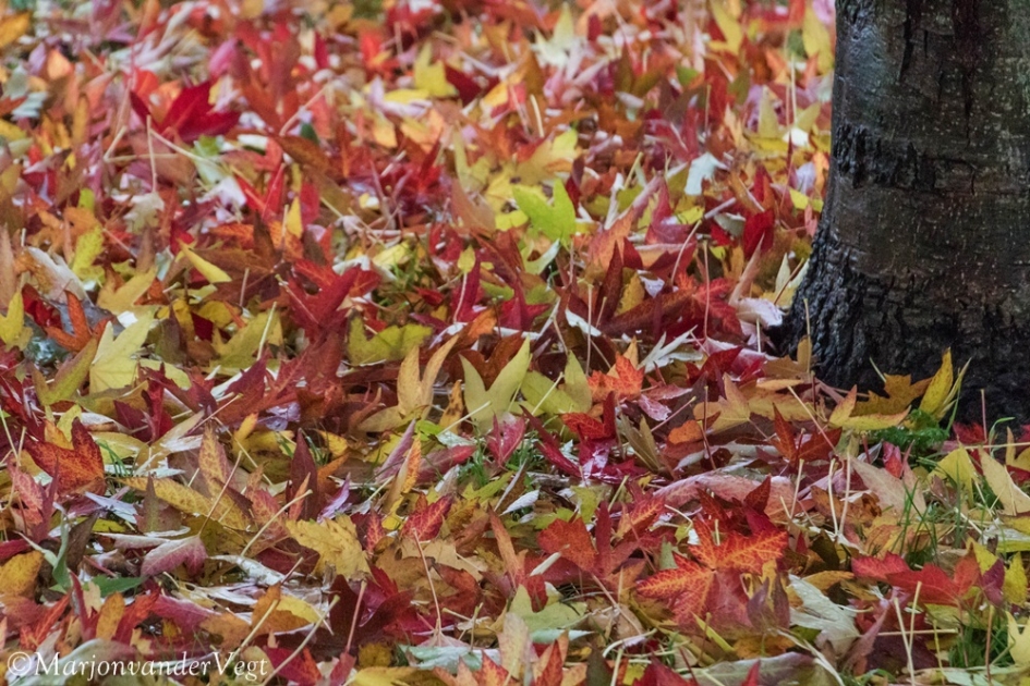 Herfst tapijt - Planten - Boom