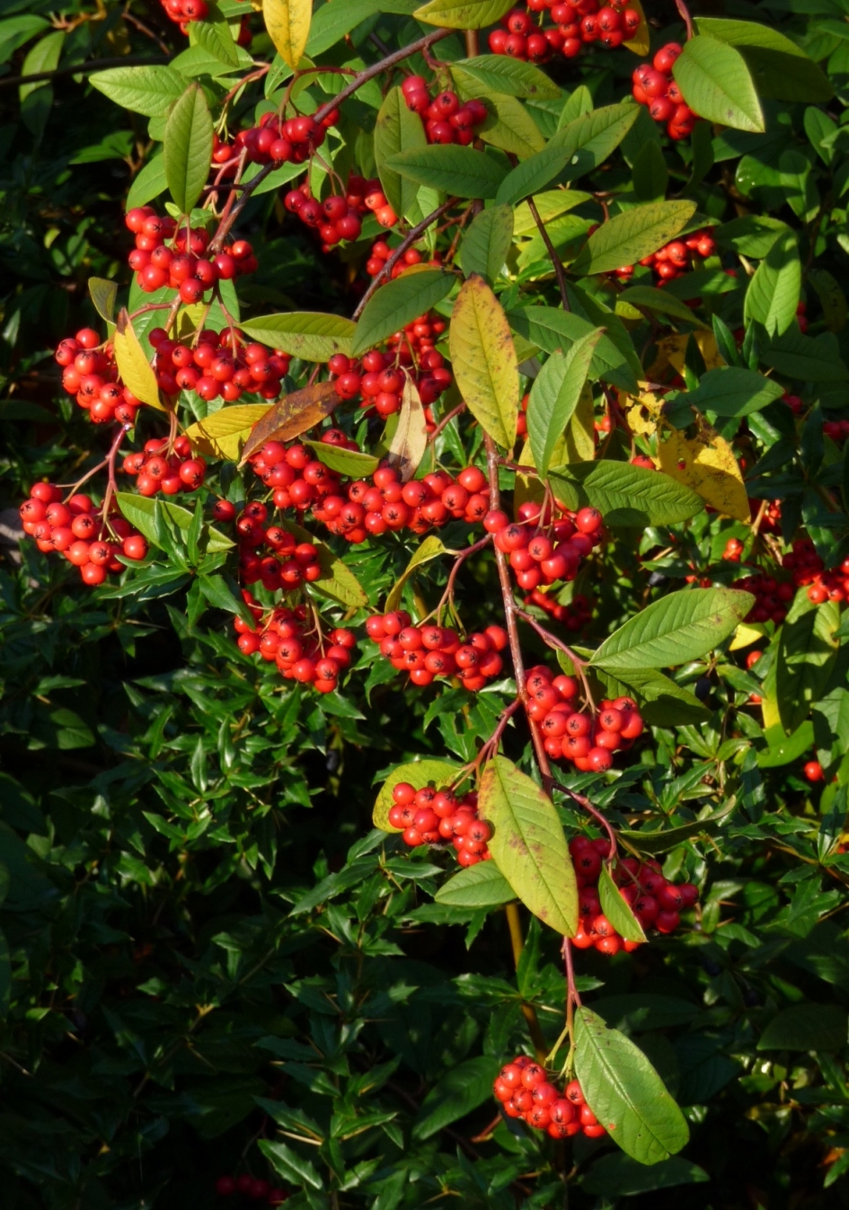 Herfstbessen - Planten - 