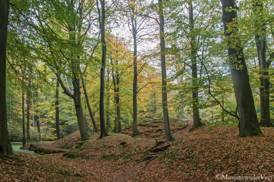 Herfstbos - Weer en landschap - bos