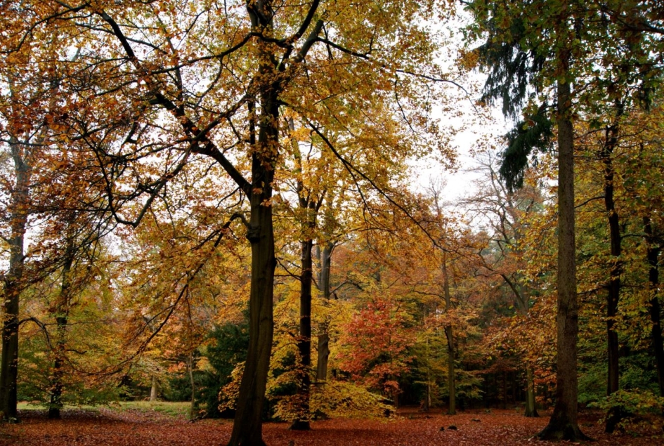 Herfstkleuren - Weer en landschap - 