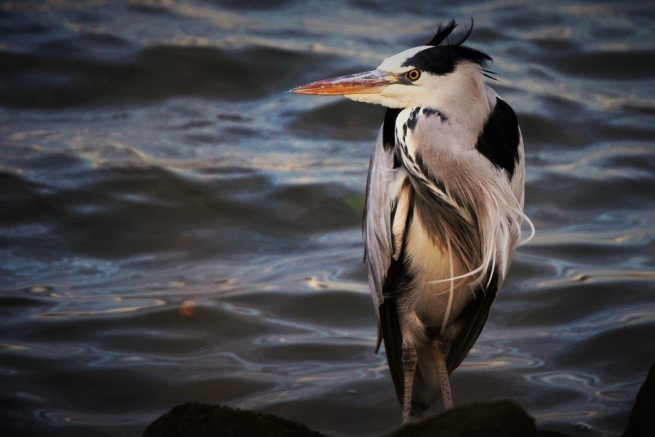 Het laatste licht - Vogels - Blauwer reiger