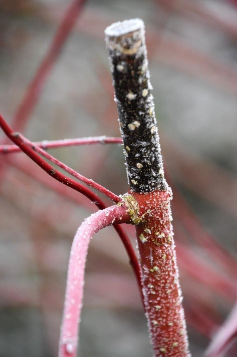 Het lijkt... - Planten - 