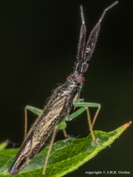 Heterotoma planicornis