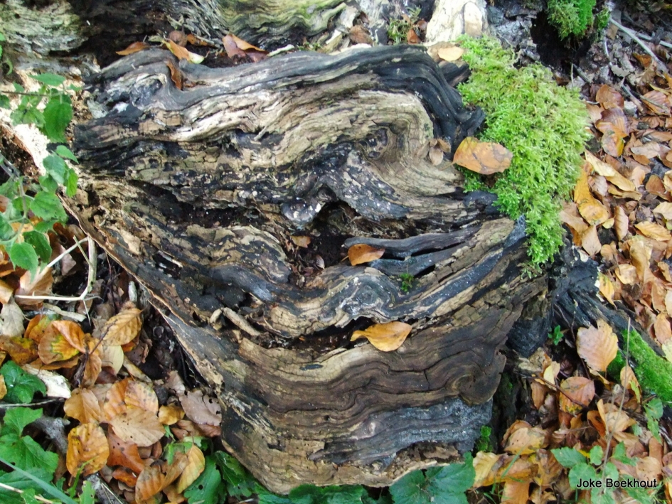 Hij lacht me uit - Overig - 