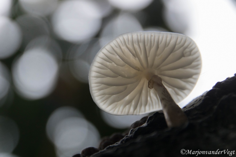 Hoed - Schimmels - Porseleinzwam