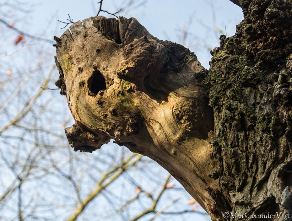 Hoeveel gezichten zie jij? - Overig - Boomgezicht