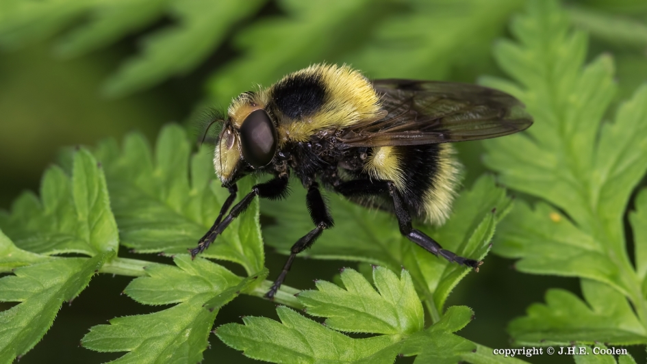 Hommelreus - Geleedpotigen - Hommelreus