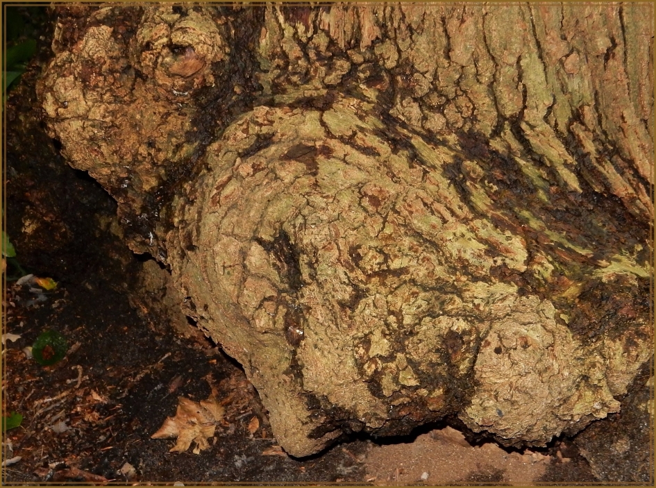 Hond waakt over oude man - Overig - 