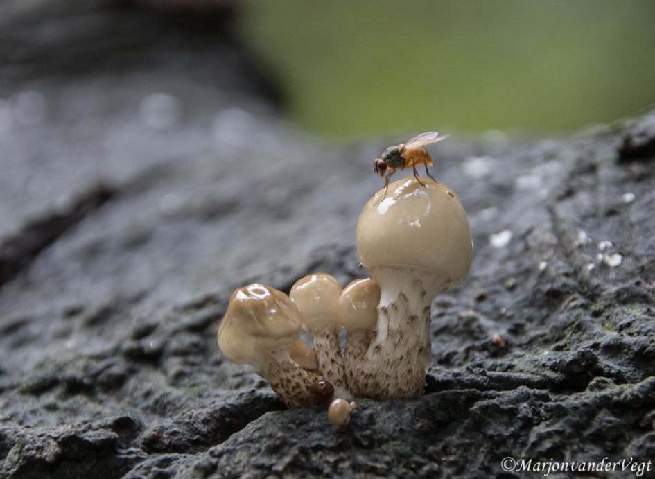 Hoog bezoek - Schimmels - Porseleinzwam