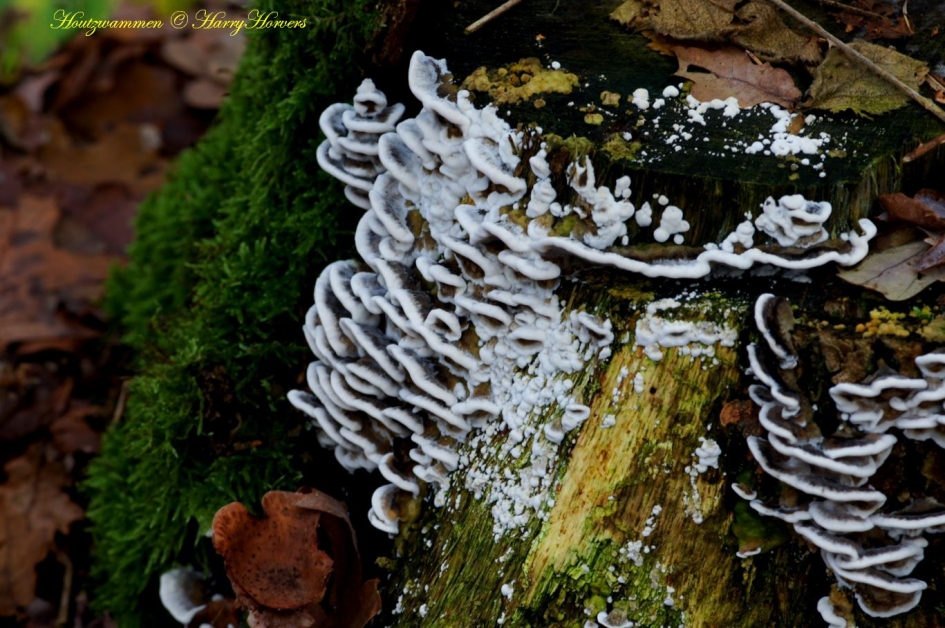 Houtzwammen - Schimmels - 