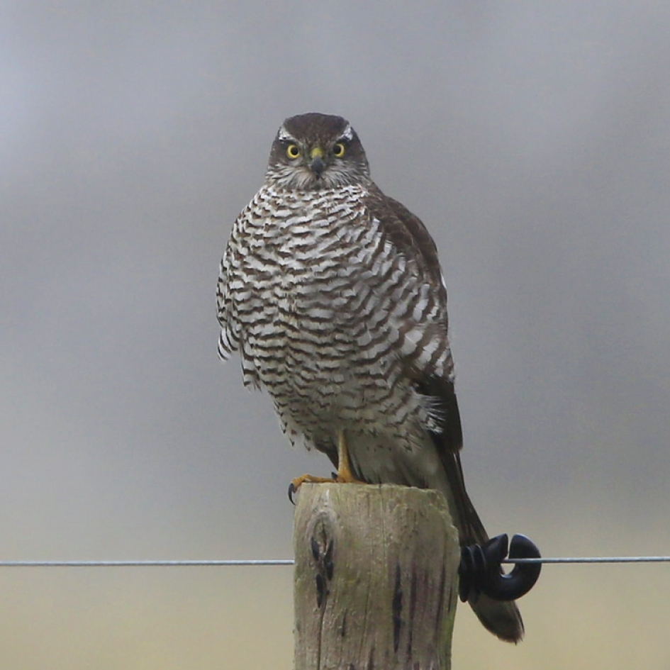 Hypnose - Vogels - Sperwer