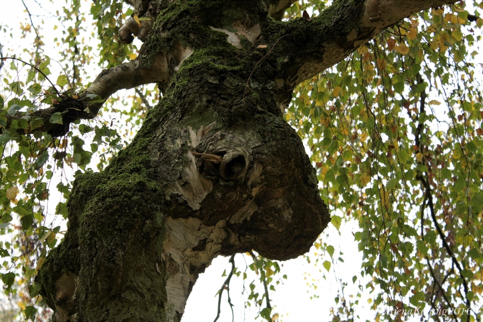 I see faces - Planten - 