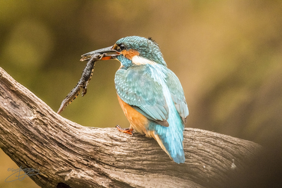 IJsvogel met salamander - Vogels - IJsvogel