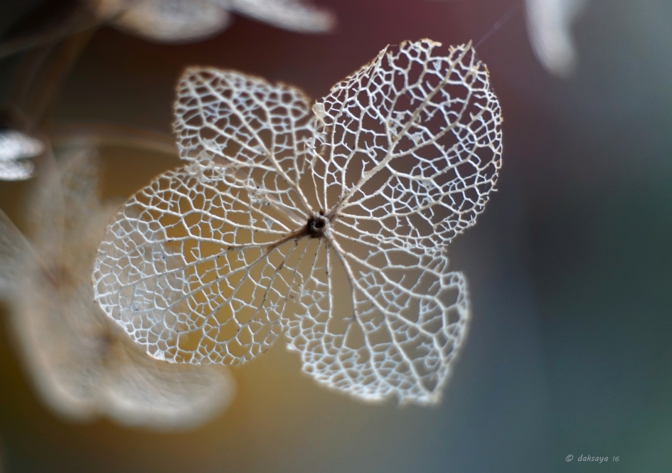 Ik kijk dwars door je heen! - Planten - 
