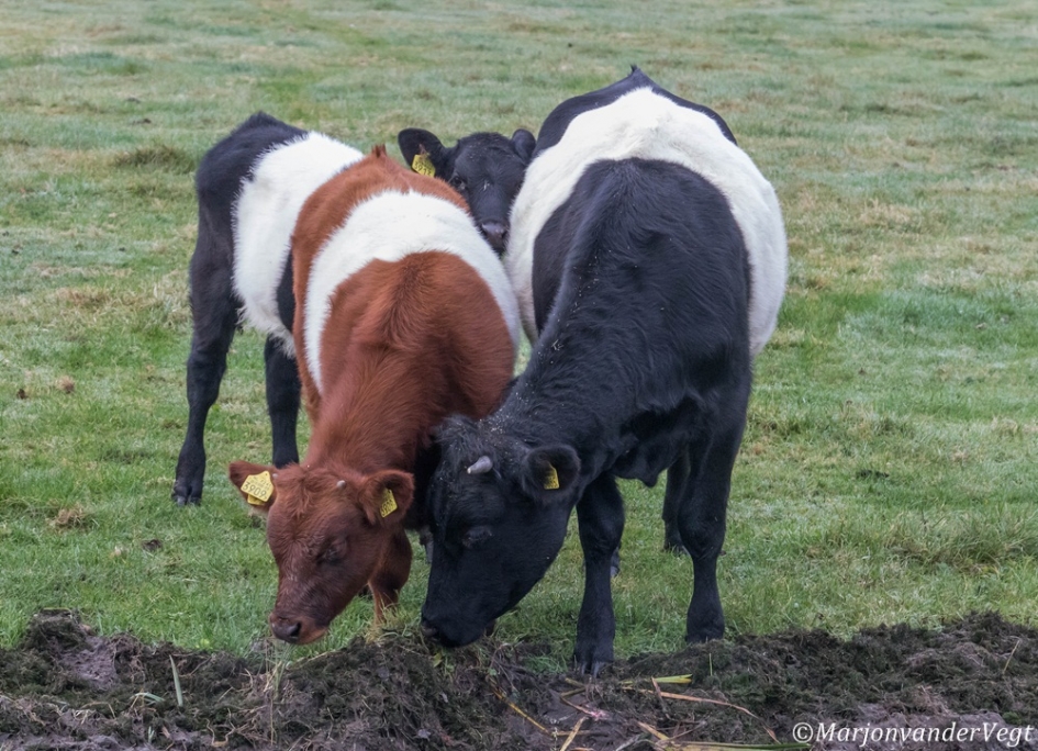 Mag ik dan bij jou - Zoogdieren - Lakenvelder