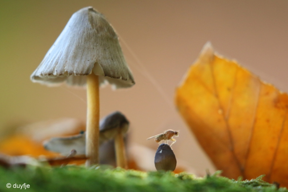 Mooi stoeltje - Geleedpotigen - 