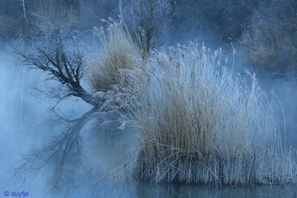In de koude ochtendmist - Weer en landschap - 