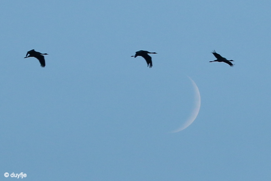 In de manneschijn - Vogels - Kraanvogels