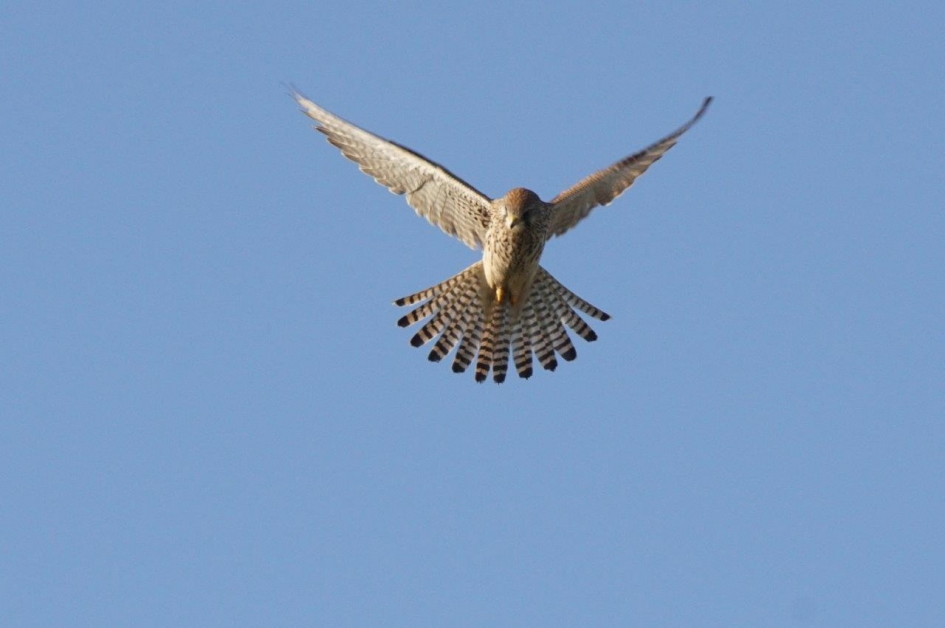 In gebed - Vogels - Torenvalk