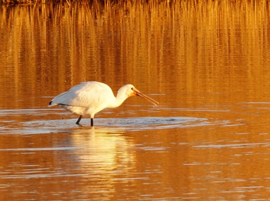 In het gouden uurtje van 28-11-2016 - Vogels - Lepelaar