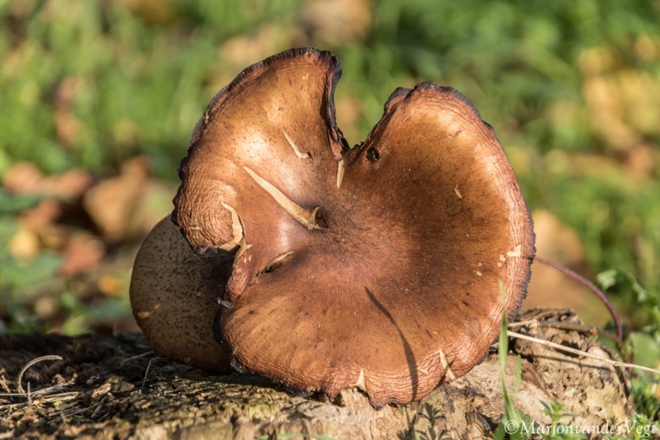 In 't zonnetje - Schimmels - paddenstoel
