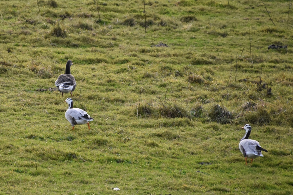 Indische ganzen - Vogels - 